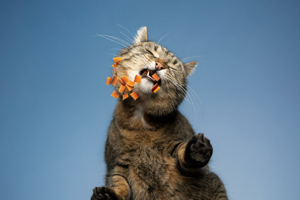 Cat eating dried treats