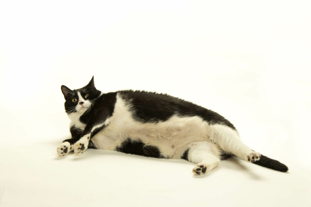 Fat Cat on White Background