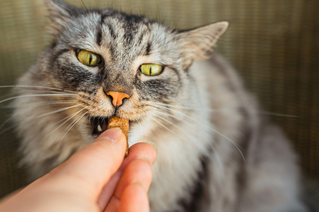 Gray domestic cat eats pet treats with vitamin supp