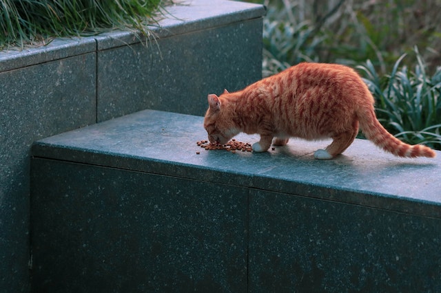A Tabby Cat Eating Kibble