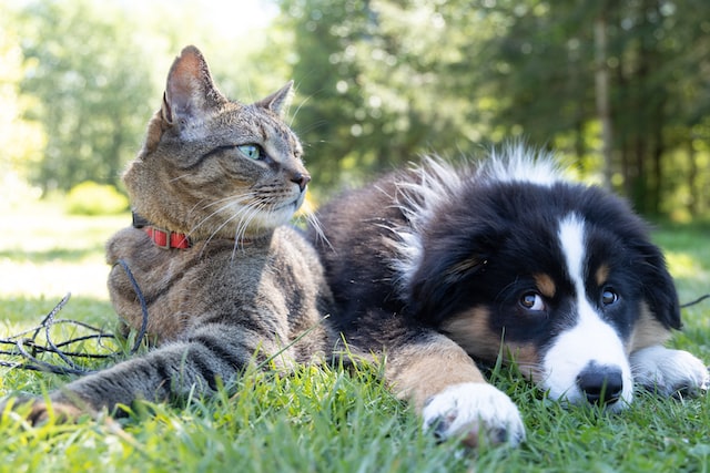 A dog and a cat are lying together on the grass