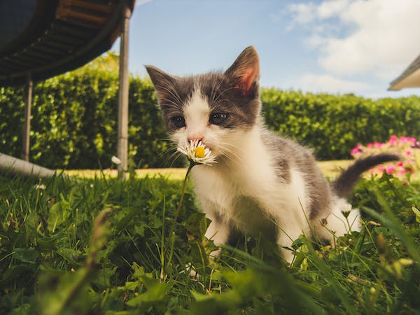A kitten smells a flower