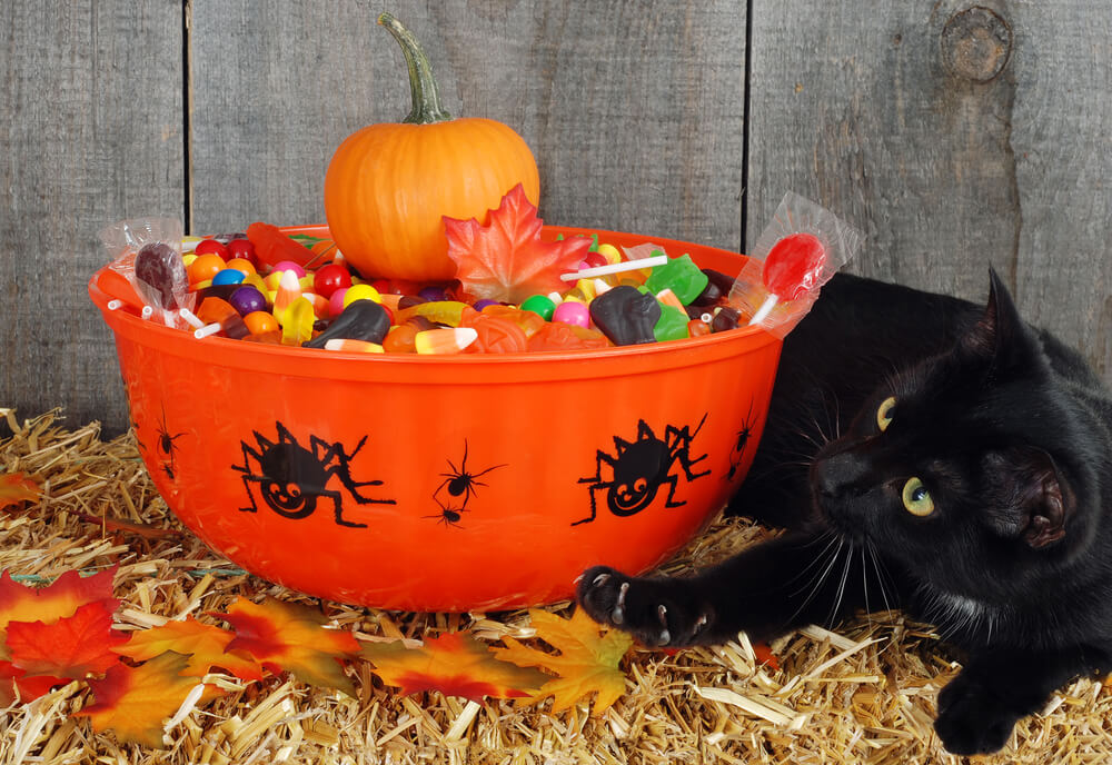 Black cat protecting halloween candy