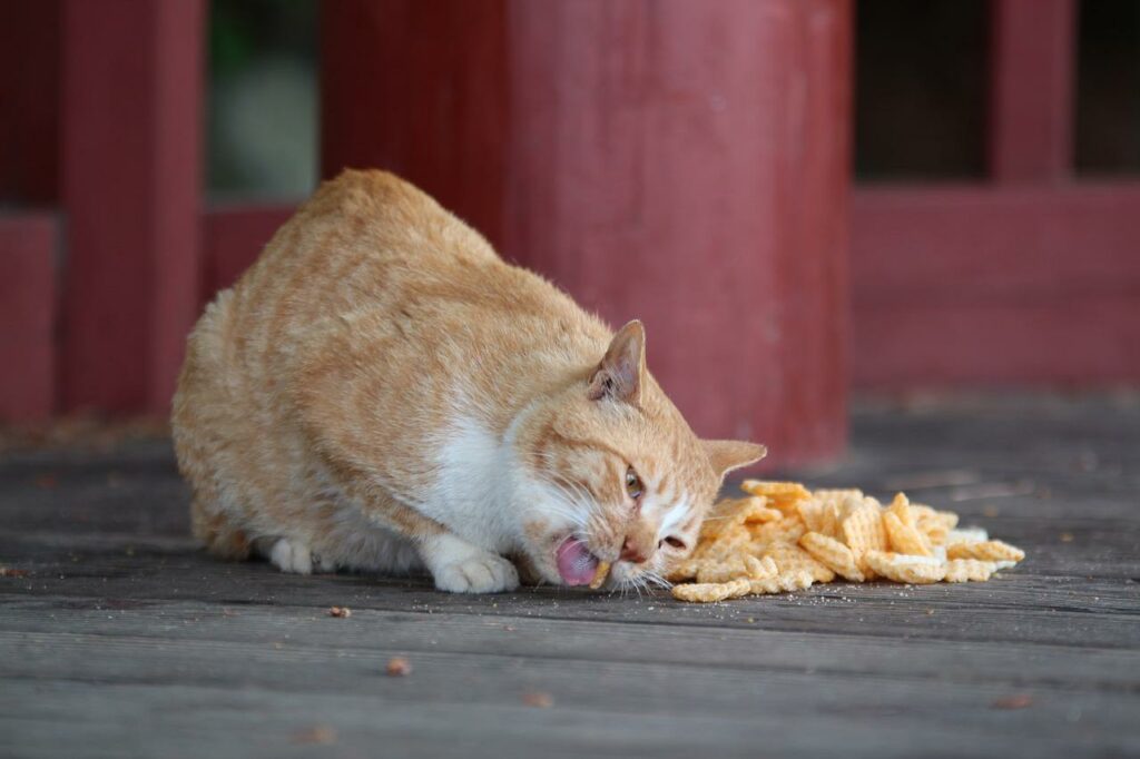 Cat Snack Animal Food Wild Animals