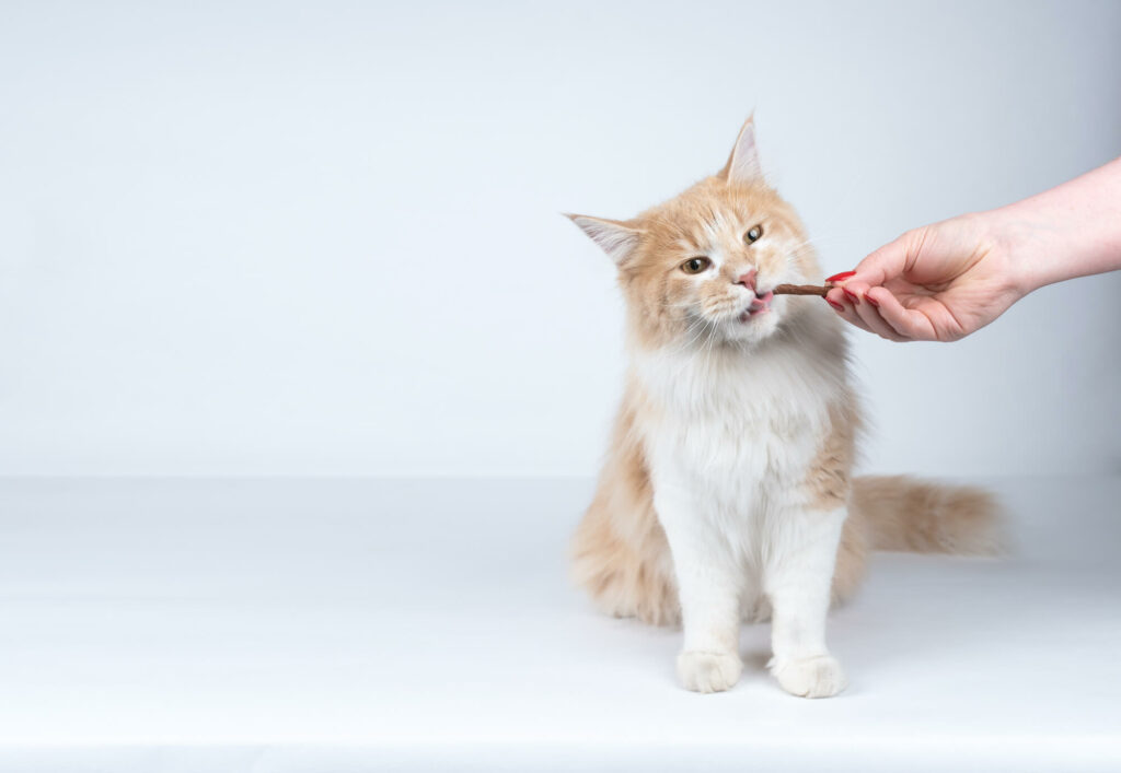 Hand feeding cat with treats