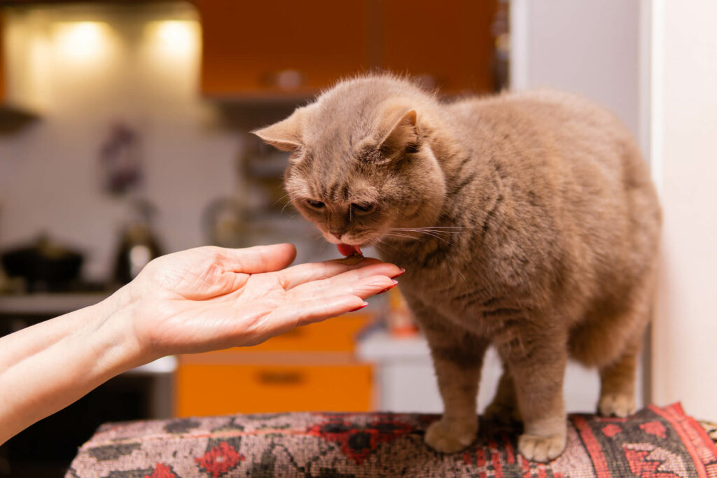 Scottish straight cat licks the medicinal paste from the finger